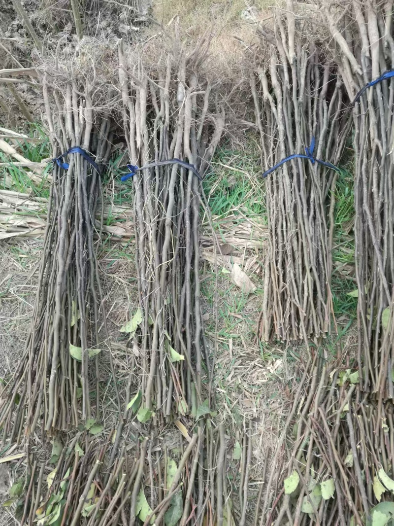 河南周口梨树苗-秋月梨树苗当年苗现挖现发成活高保证正品