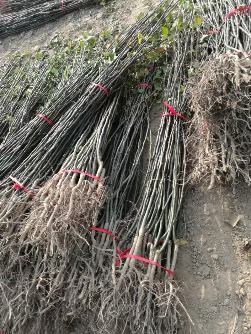 河南周口梨树苗-秋月梨树苗当年苗现挖现发成活高保证正品