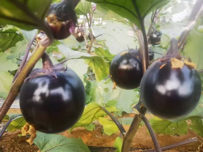 茄子！紫光圆茄！紫光发亮，六十万亩原产地。山东省
