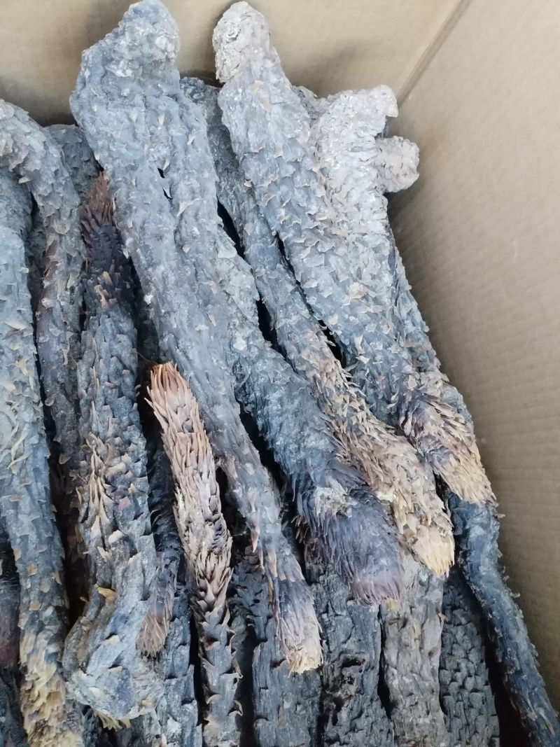 肉苁蓉软质新疆精品货泡茶泡水喝料产地批发