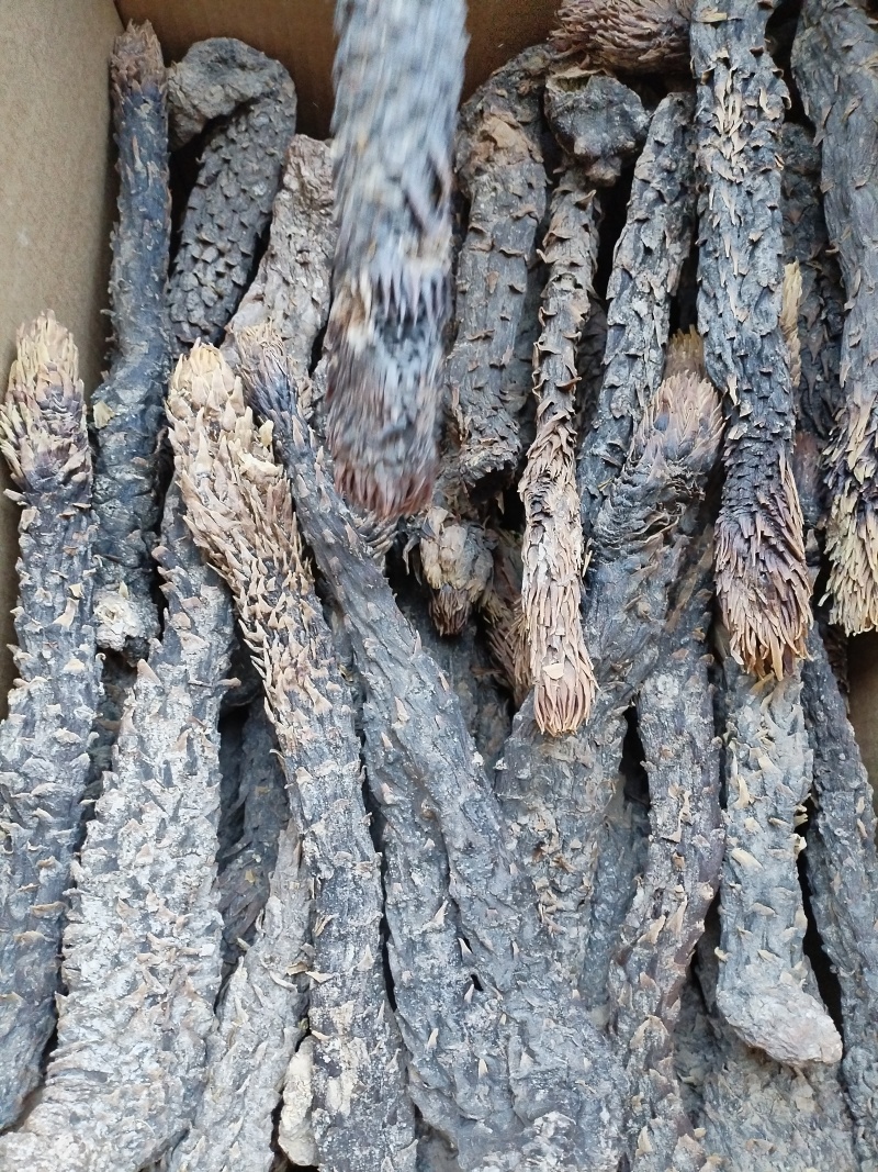 肉苁蓉软质新疆精品货泡茶泡水喝料产地批发