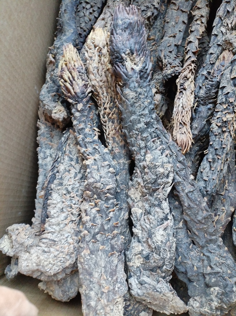 肉苁蓉软质新疆精品货泡茶泡水喝料产地批发