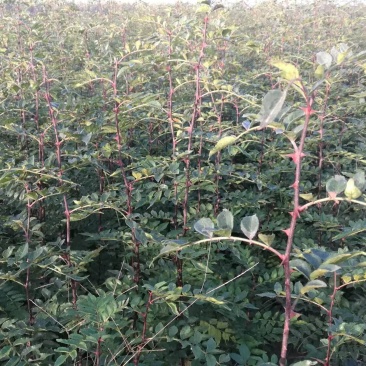 周口花椒苗大红袍花椒苗苗圃现挖现发成活高保证正品