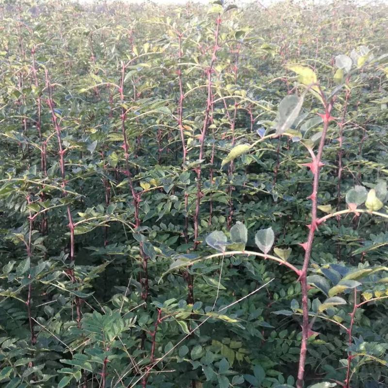 周口花椒苗大红袍花椒苗苗圃现挖现发成活高保证正品