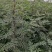 周口花椒苗大红袍花椒苗苗圃现挖现发成活高保证正品