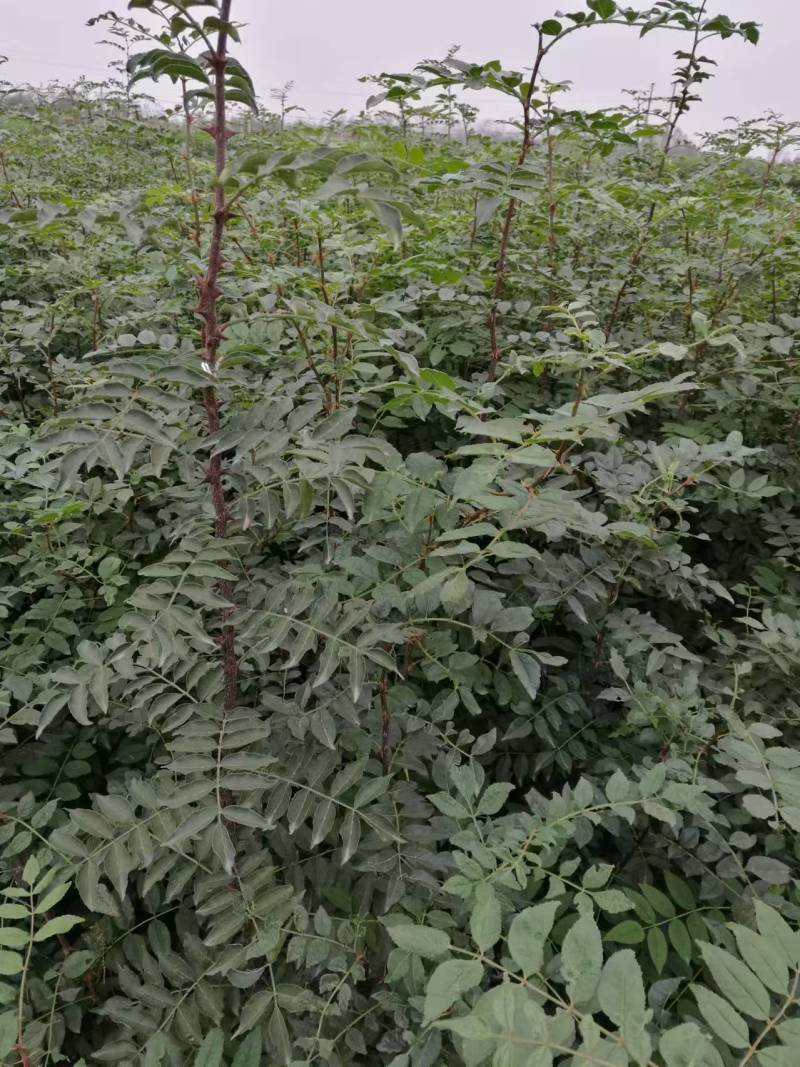 周口花椒苗大红袍花椒苗苗圃现挖现发成活高保证正品