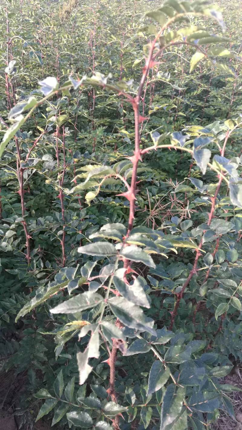 周口花椒苗大红袍花椒苗苗圃现挖现发成活高保证正品