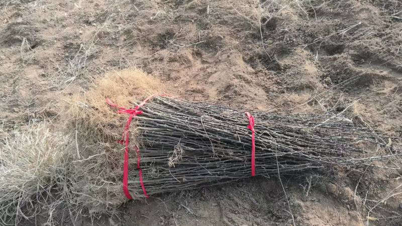 周口花椒苗大红袍花椒苗苗圃现挖现发成活高保证正品