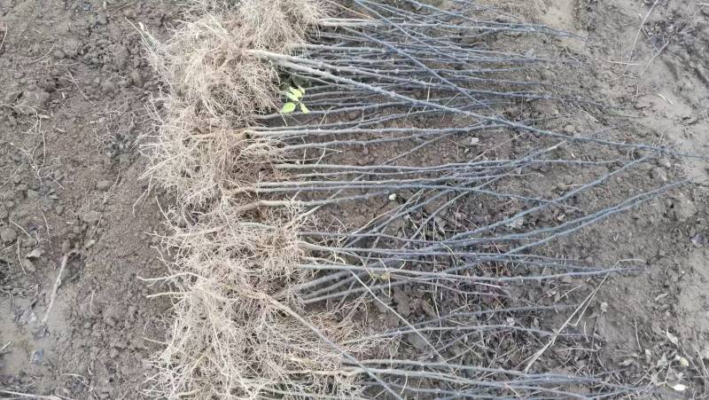 周口花椒苗大红袍花椒苗苗圃现挖现发成活高保证正品