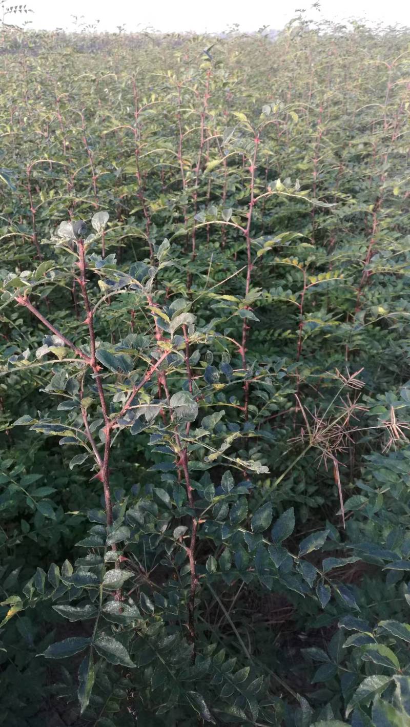 周口花椒苗大红袍花椒苗苗圃现挖现发成活高保证正品
