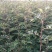 周口花椒苗大红袍花椒苗苗圃现挖现发成活高保证正品