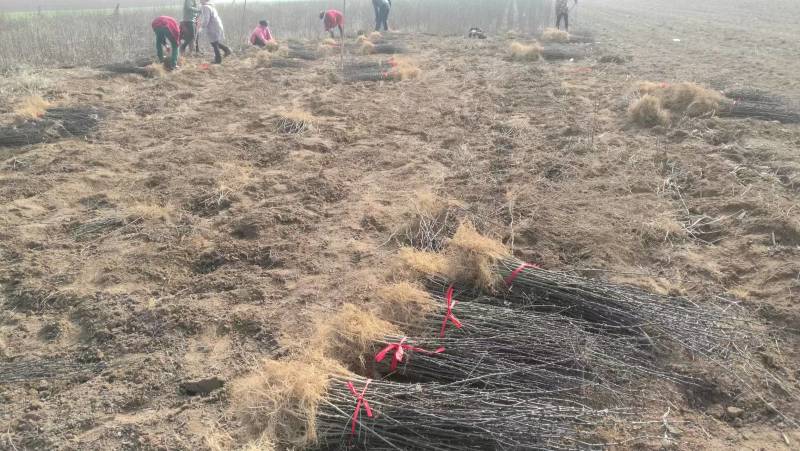 周口花椒苗大红袍花椒苗苗圃现挖现发成活高保证正品
