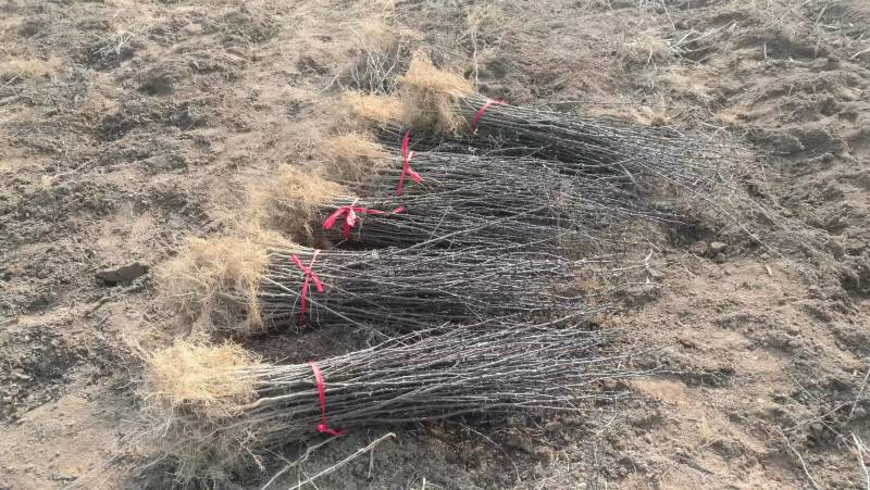 周口花椒苗大红袍花椒苗苗圃现挖现发成活高保证正品