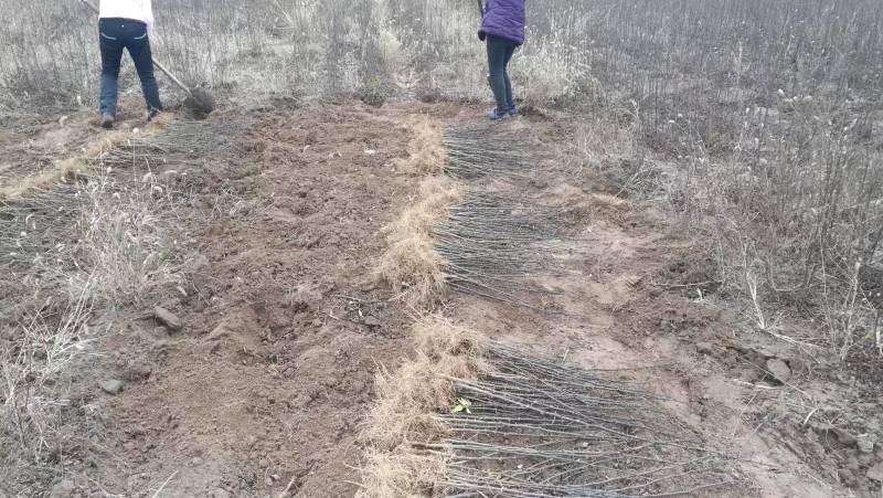 周口花椒苗大红袍花椒苗苗圃现挖现发成活高保证正品