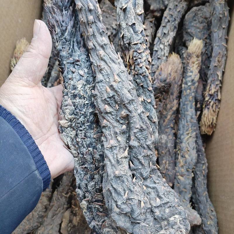 肉苁蓉软质新疆精品货泡茶泡水喝料产地批发