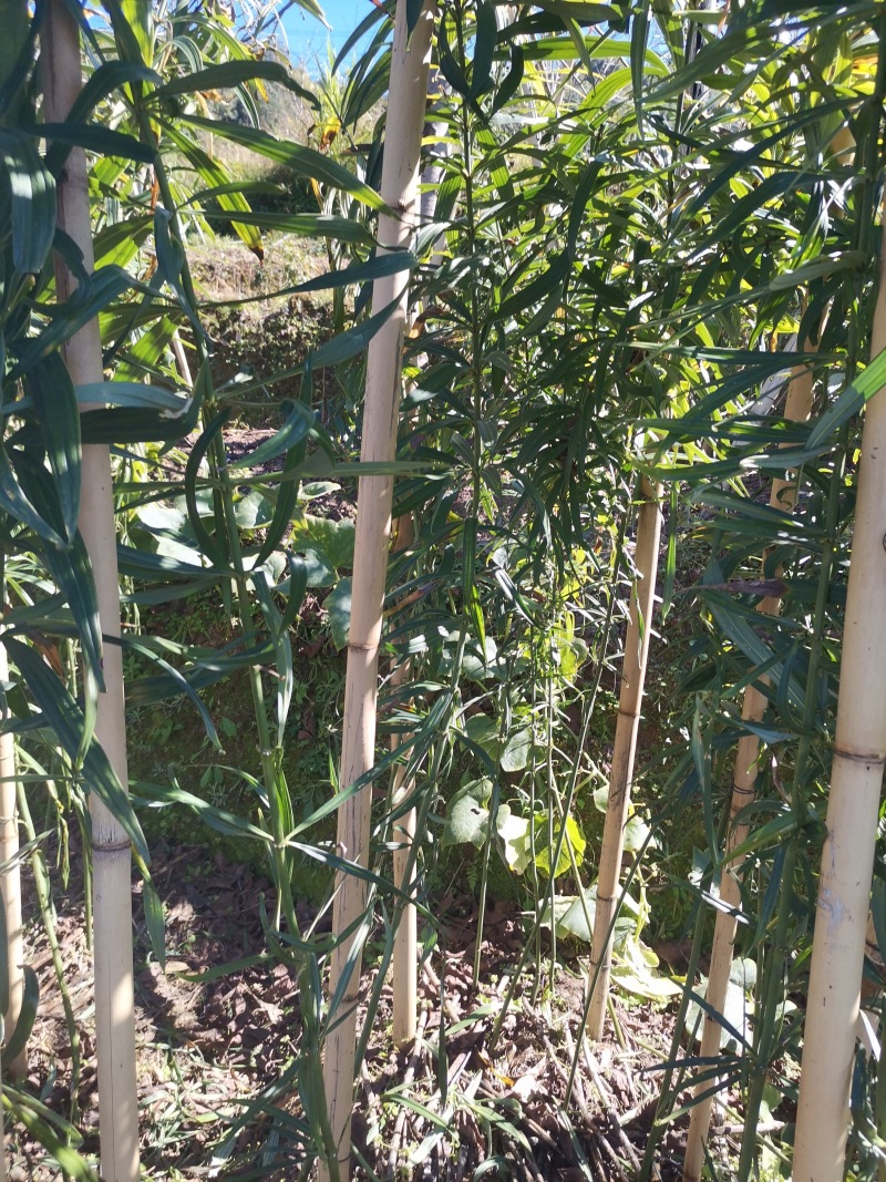 颠黄精农家自产自销鲜货