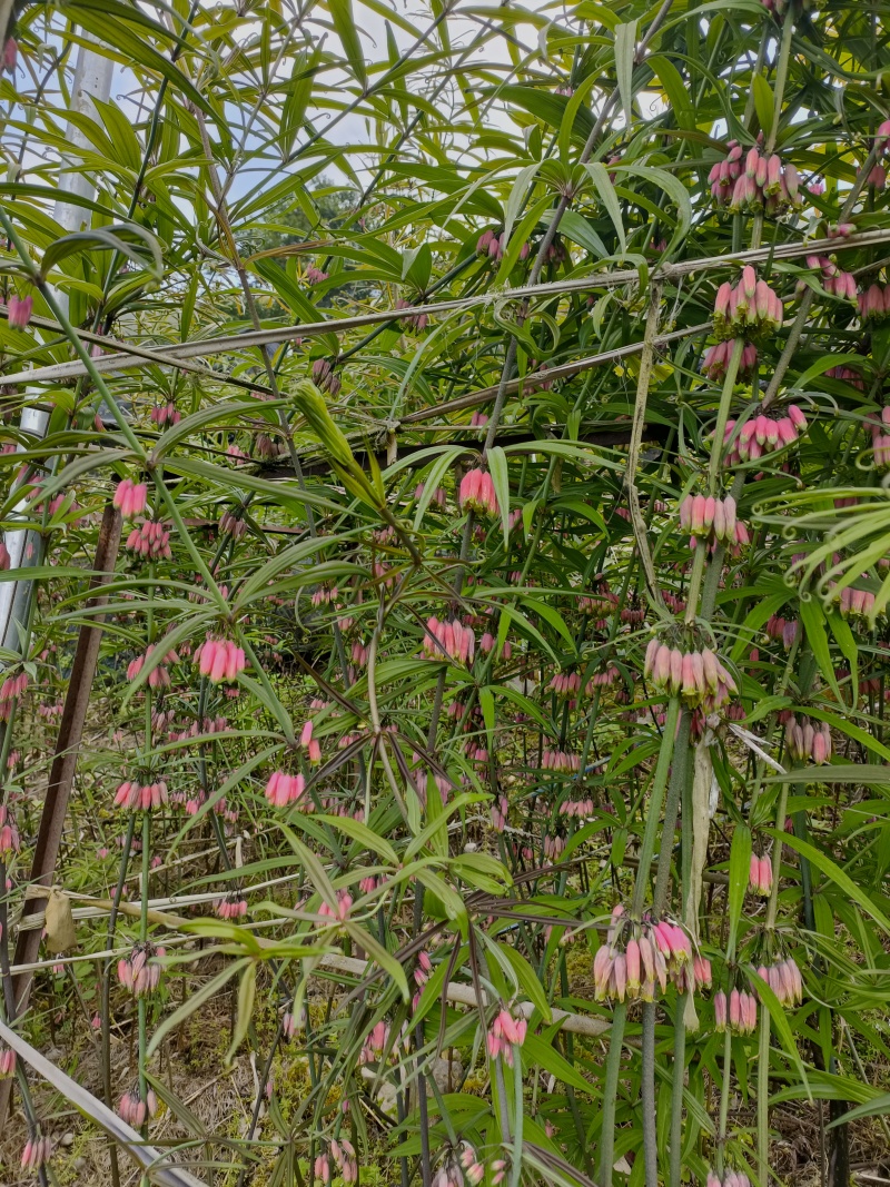 颠黄精农家自产自销鲜货