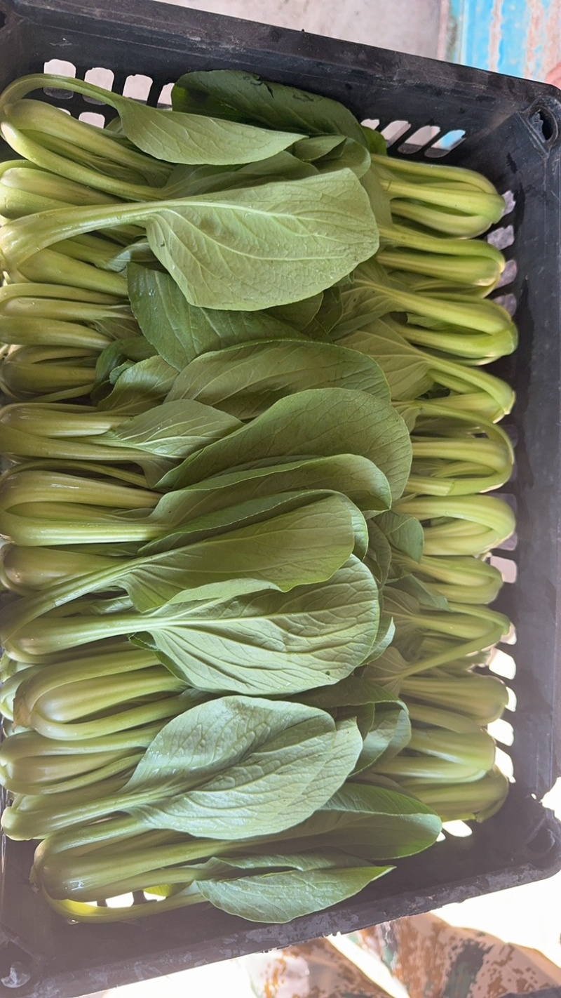 蚌埠油菜/蚌埠上海青/万亩大棚/产地直销/常年有货