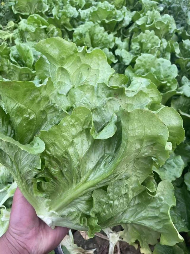 河北邯郸精品意大利生菜产地发货一手货源批发品质保证价格美