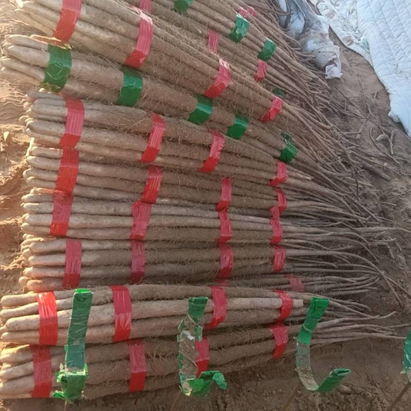 铁棍山药菏泽产区直发保质保量供货视频看货