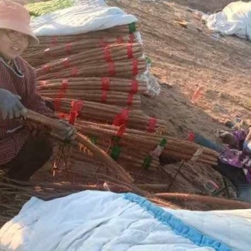 铁棍山药菏泽产区直发保质保量供货视频看货