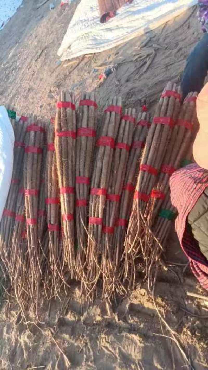 铁棍山药菏泽产区直发保质保量供货视频看货