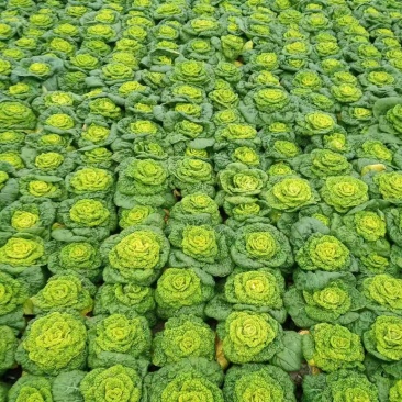 【黄心乌】安徽乌塌菜自家种植千亩一手价格净菜毛菜都有随来随装