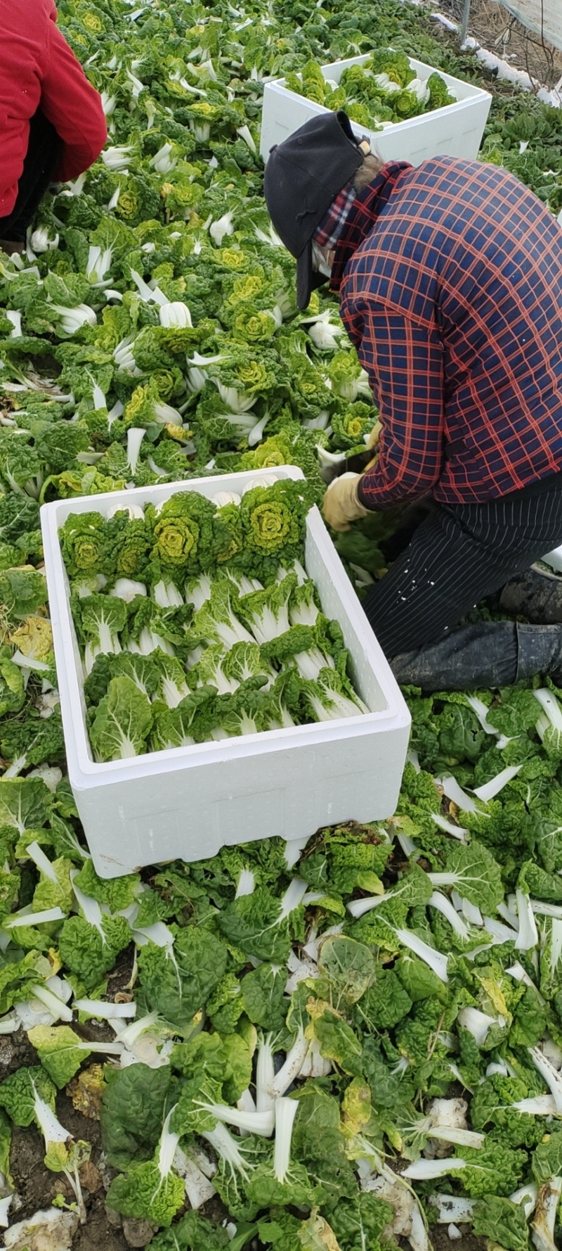 【黄心乌】安徽乌塌菜自家种植千亩一手价格净菜毛菜都有随来随装