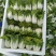 【黄心乌】安徽乌塌菜自家种植千亩一手价格净菜毛菜都有随来随装