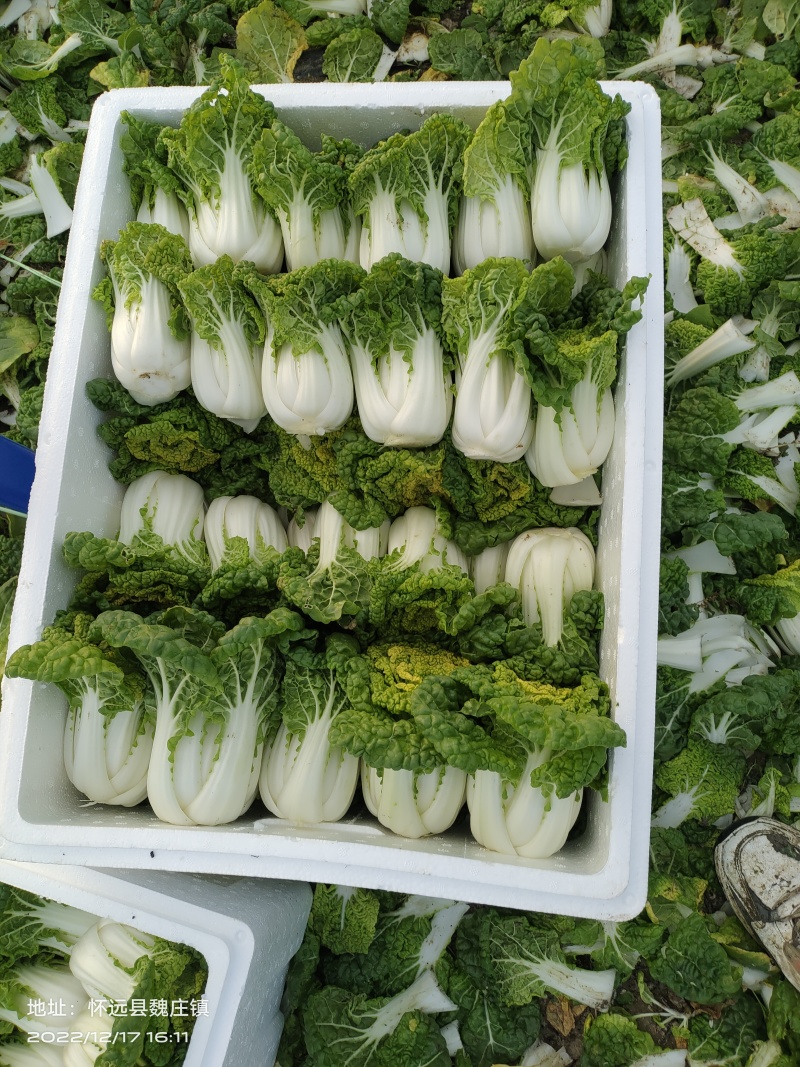 【黄心乌】安徽乌塌菜自家种植千亩一手价格净菜毛菜都有随来随装