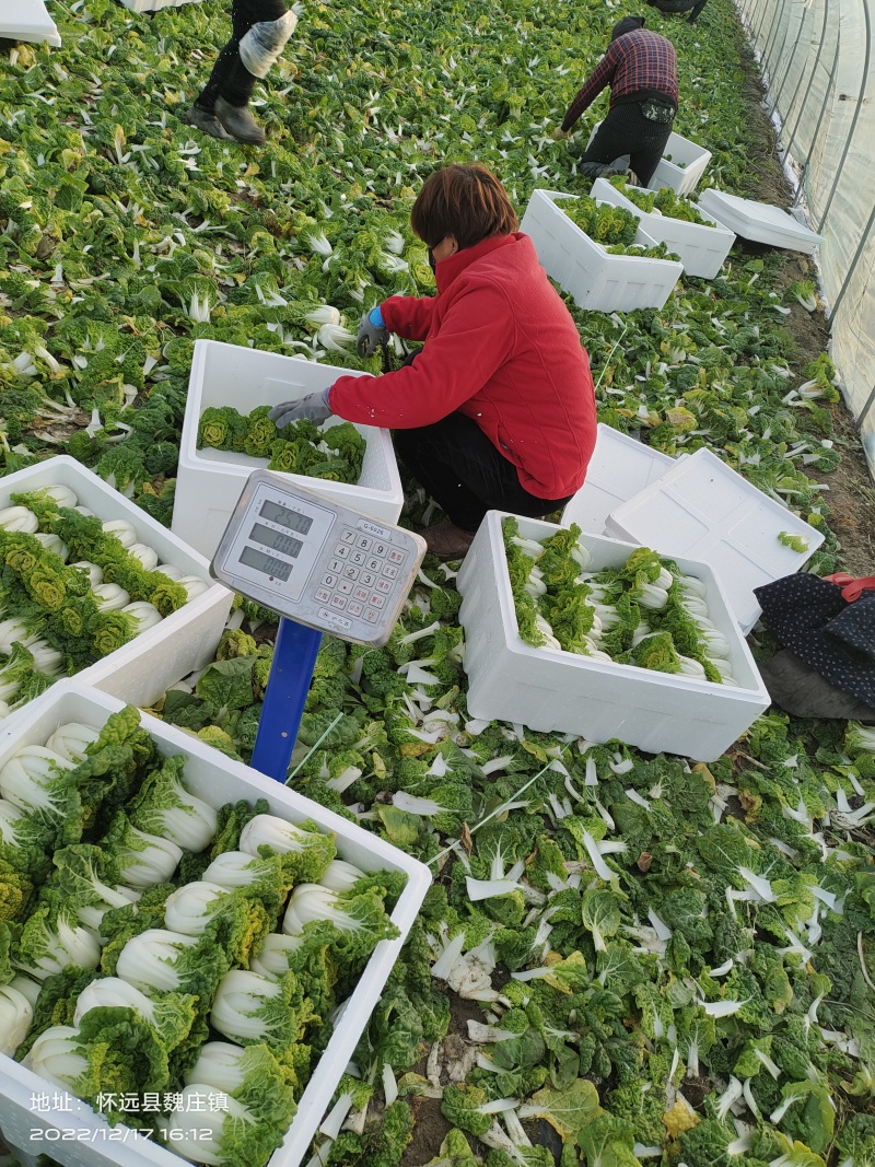 【黄心乌】安徽乌塌菜自家种植千亩一手价格净菜毛菜都有随来随装