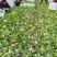 【黄心乌】安徽乌塌菜自家种植千亩一手价格净菜毛菜都有随来随装