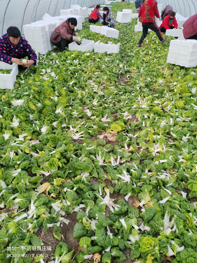 【黄心乌】安徽乌塌菜自家种植千亩一手价格净菜毛菜都有随来随装