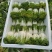 【黄心乌】安徽乌塌菜自家种植千亩一手价格净菜毛菜都有随来随装