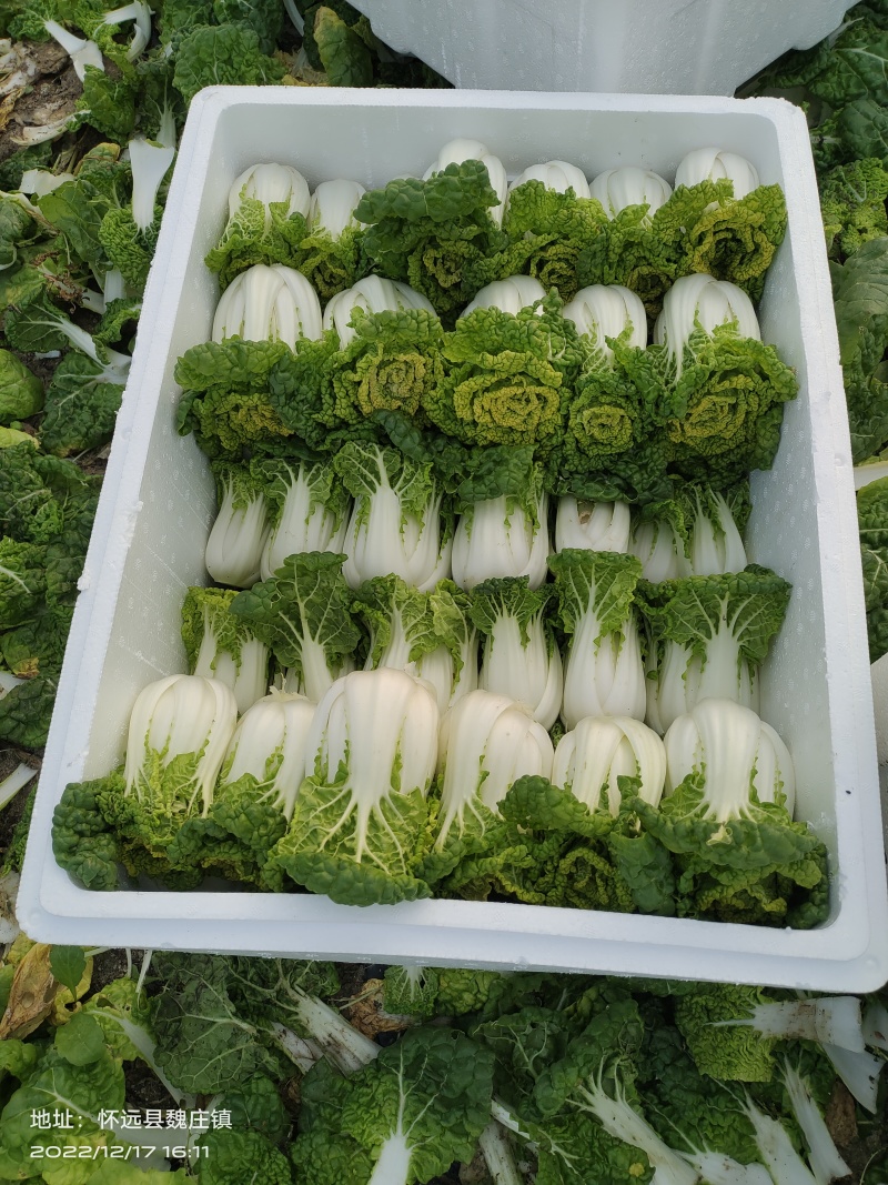 【黄心乌】安徽乌塌菜自家种植千亩一手价格净菜毛菜都有随来随装