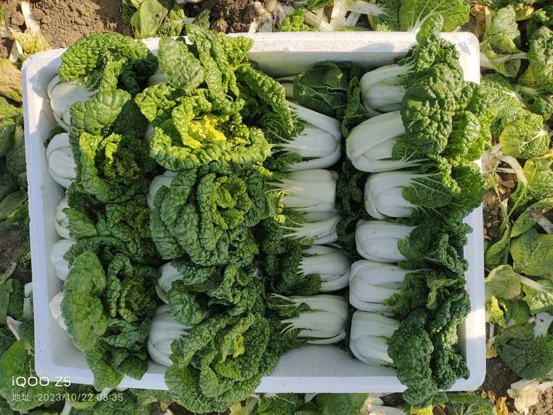 【黄心乌】安徽乌塌菜自家种植千亩一手价格净菜毛菜都有随来随装