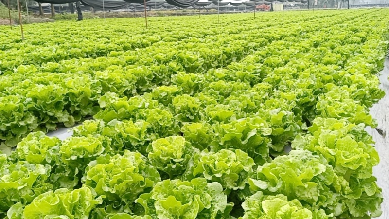 生菜，蔬菜