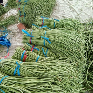 河北邯郸精品长豆角产地发货一手货源批发品质保证价格美丽