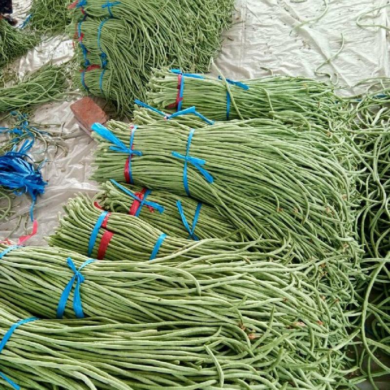 河北邯郸精品长豆角产地发货一手货源批发品质保证价格美丽