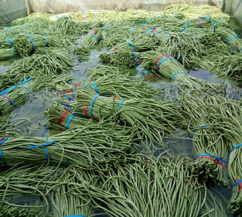河北邯郸精品长豆角产地发货一手货源批发品质保证价格美丽