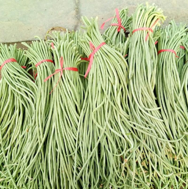 河北邯郸精品长豆角产地发货一手货源批发品质保证价格美丽