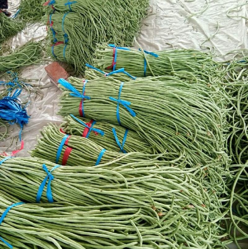 河北邯郸精品长豆角产地发货一手货源批发品质保证价格美丽