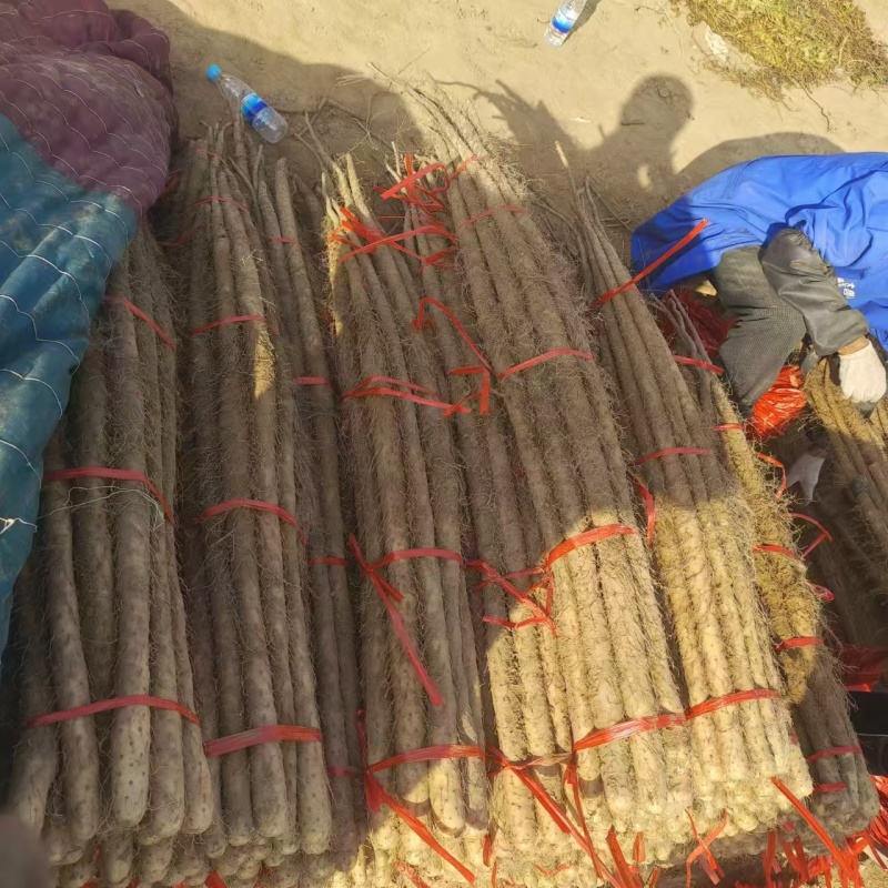 精品新货开挖铁棍山药质量保证量大从优诚信经营欢迎咨询