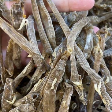 【优选】北海沙虫/一手货源/保质保量/欢迎咨询