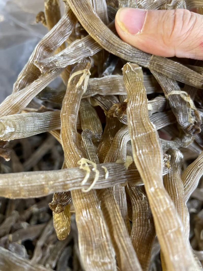 【优选】北海沙虫/一手货源/保质保量/欢迎咨询