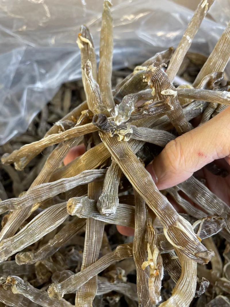 【优选】北海沙虫/一手货源/保质保量/欢迎咨询