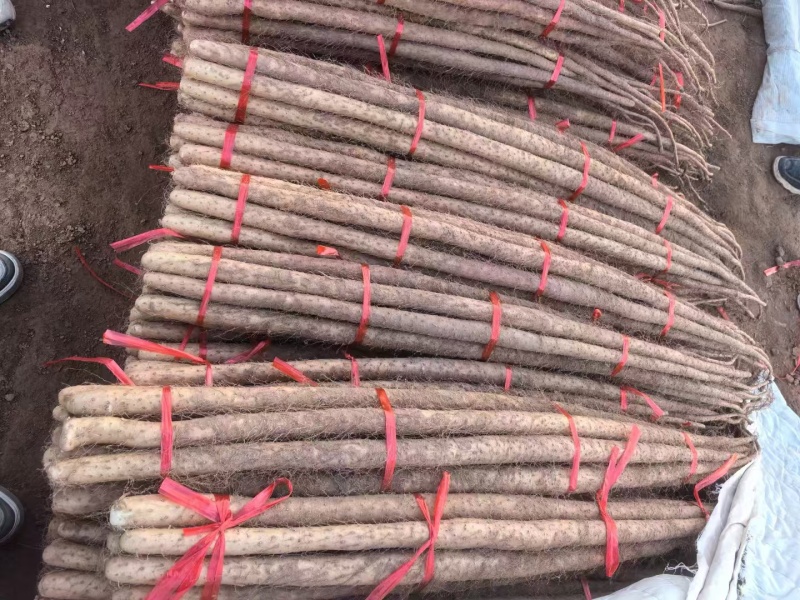 精品铁棍山药在河南灵宝货源充足一手货源对接全国欢迎咨询