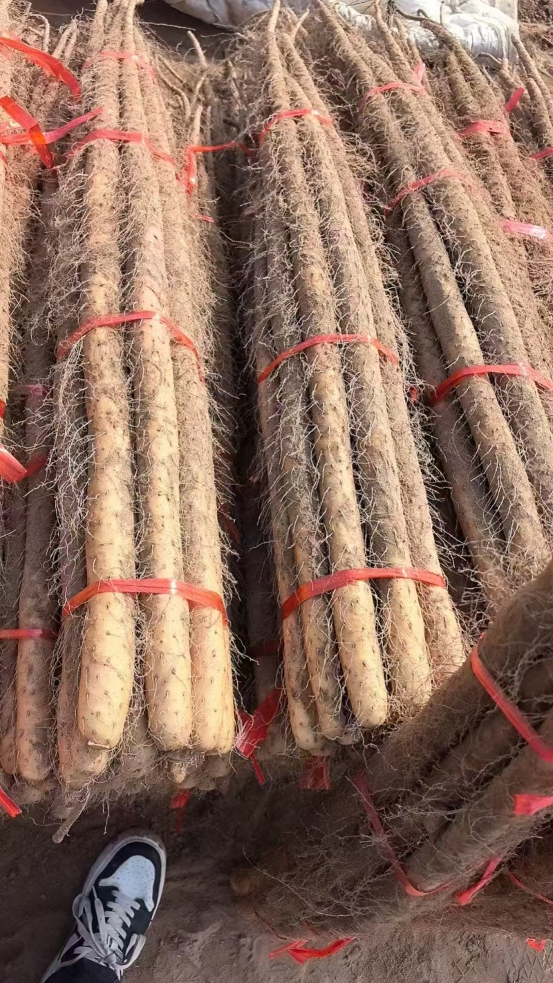 精品铁棍山药在河南灵宝货源充足一手货源对接全国欢迎咨询