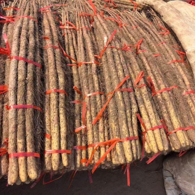 精品铁棍山药在河南灵宝货源充足一手货源对接全国欢迎咨询