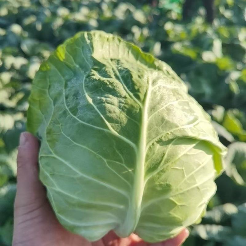 河北邯郸精品甘蓝圆包菜产地发货一手货源批发品质保证价格美